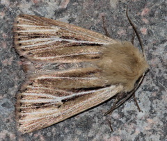 Mythimna anderreggii