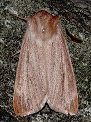 Mythimna pudorina