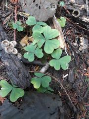 Oxalis oregana