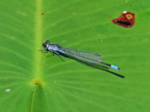 Paracercion calamorum (Ris, 1916)