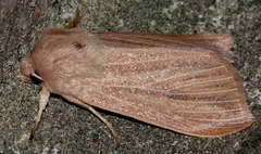 Mythimna pudorina