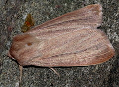 Mythimna pudorina