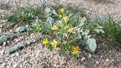 Cleomella obtusifolia