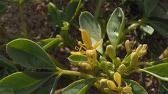 Cleomella obtusifolia