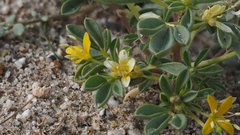 Cleomella obtusifolia