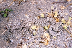 Hemorrhois ravergieri