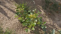 Cleomella obtusifolia