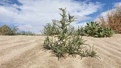 Johnstonella costata