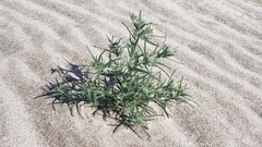 Johnstonella costata