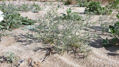 Johnstonella costata