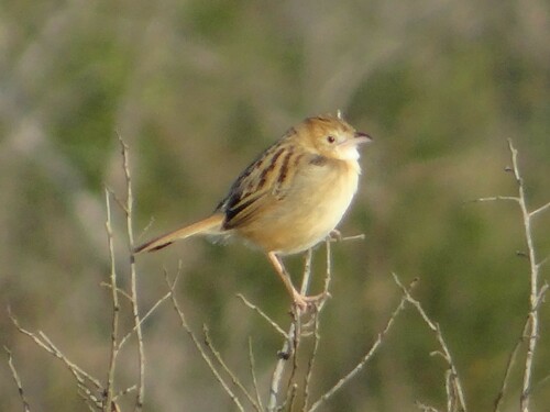 Croaking Cisticola