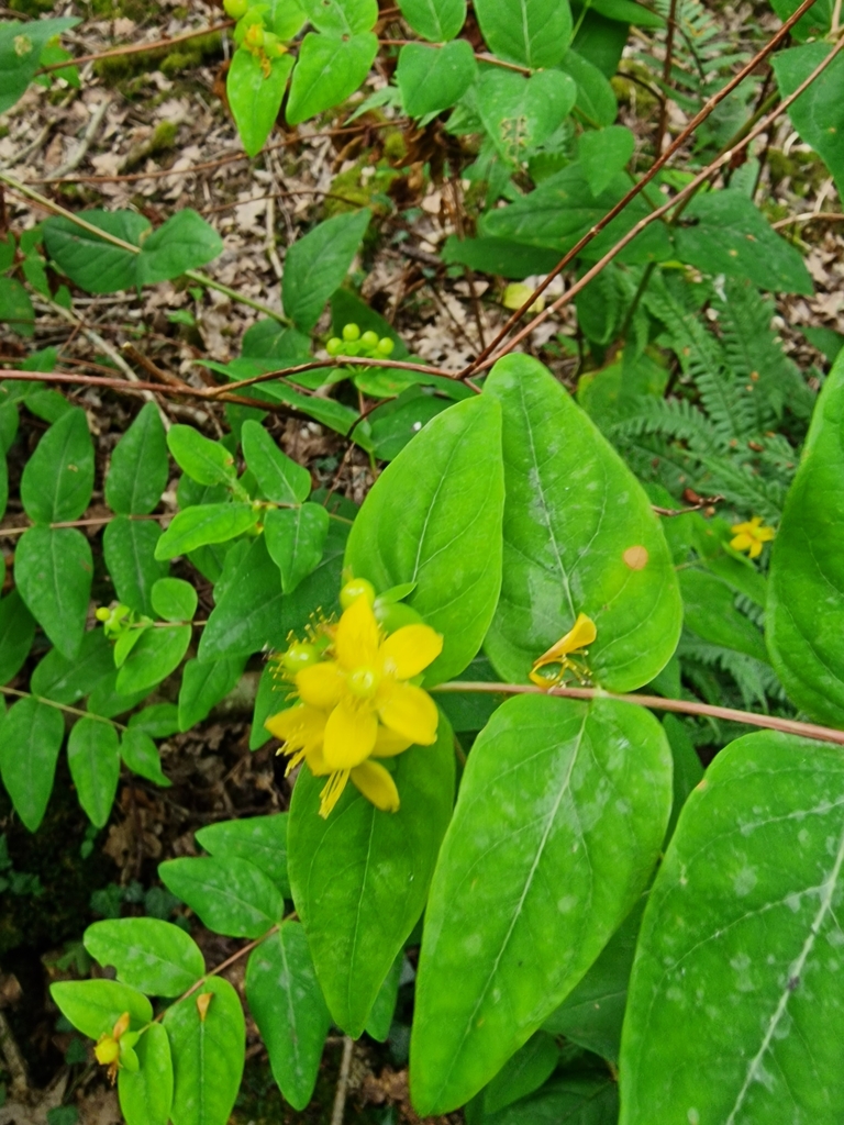 Tutsan from Ditchling Common RH15 0GT, UK on July 14, 2023 at 01:26 PM ...