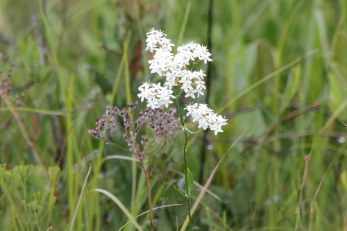 Image of Sabatia macrophylla by (c) Lauren McLaurin, some rights reserved (CC BY)