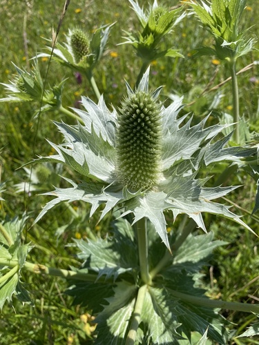 Giant sea holly (Eryngium giganteum)