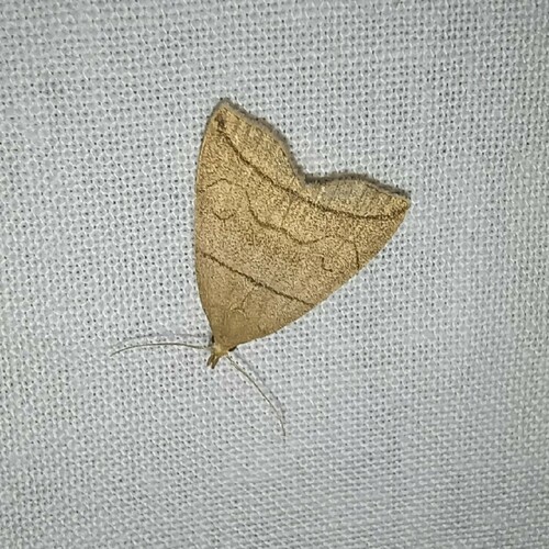 Small Fan-foot, Rolde, Netherlands, photo 10 of 10