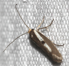 Parahyponomeuta egregiella