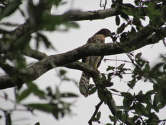 Micrastur semitorquatus