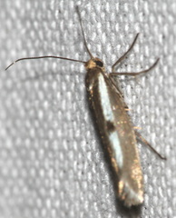 Parahyponomeuta egregiella