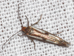 Parahyponomeuta egregiella