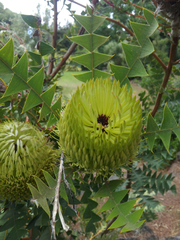 Banksia baxteri