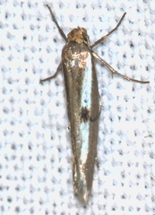 Parahyponomeuta egregiella