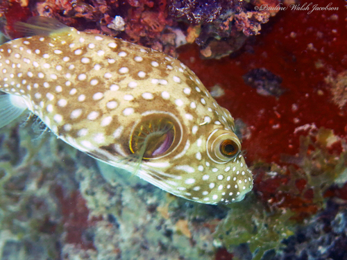 White-spotted puffer