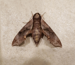 Enpinanga borneensis