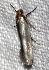 Parahyponomeuta egregiella