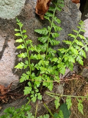 Asplenium billotii image