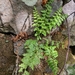 Lanceolate Spleenwort - Photo (c) Vítor Jorge, some rights reserved (CC BY), uploaded by Vítor Jorge