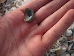 Crepidula fornicata image