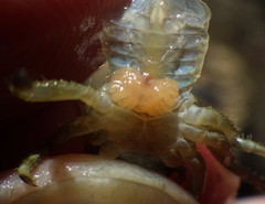 Petrolisthes cabrilloi