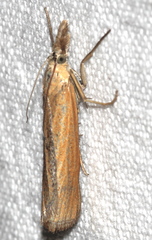 Pediasia luteella