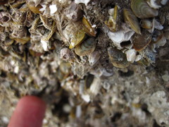 Brachidontes exustus