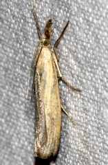 Pediasia luteella