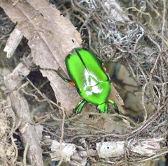 Heterorrhina elegans