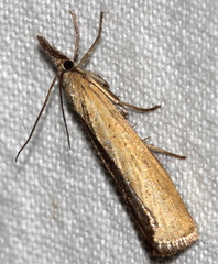 Pediasia luteella