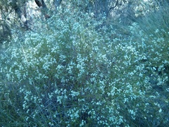 Platysace linearifolia