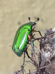 Heterorrhina elegans