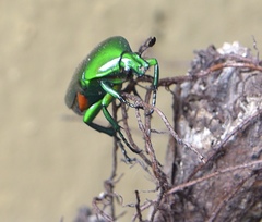 Heterorrhina elegans