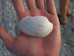 Anadara secticostata