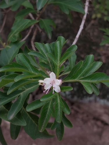 Clerodendrum laciniatum