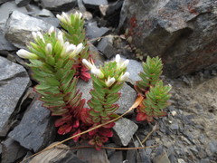 Epilobium pycnostachyum