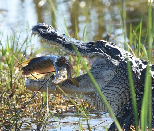 American Alligator photographed in Florida