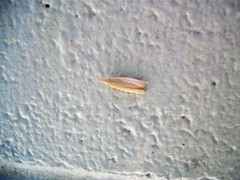 Bactra noteraula