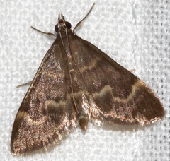 Ecpyrrhorrhoe diffusalis
