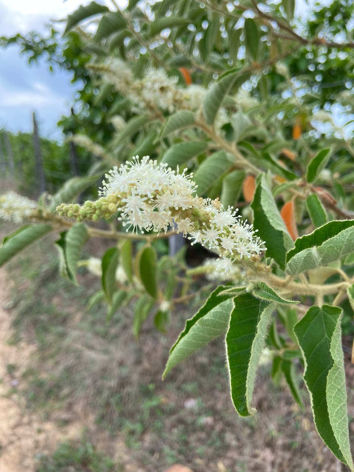 Croton heliotropiifolius