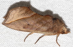 Calyptra thalictri