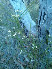 Platysace linearifolia