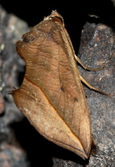 Calyptra thalictri